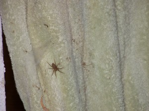 Beast Spider Beast Spider